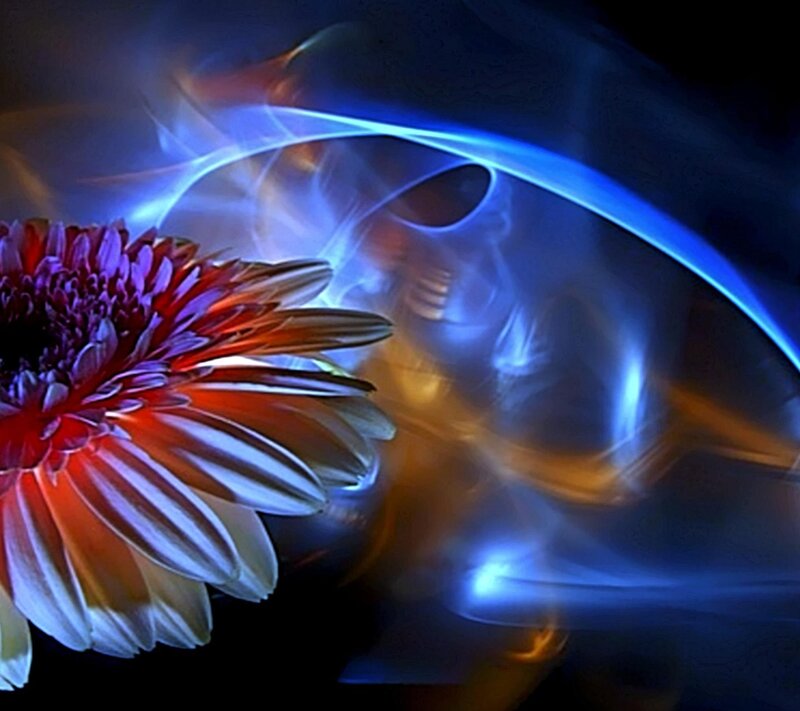 Red and White Flower — Blue