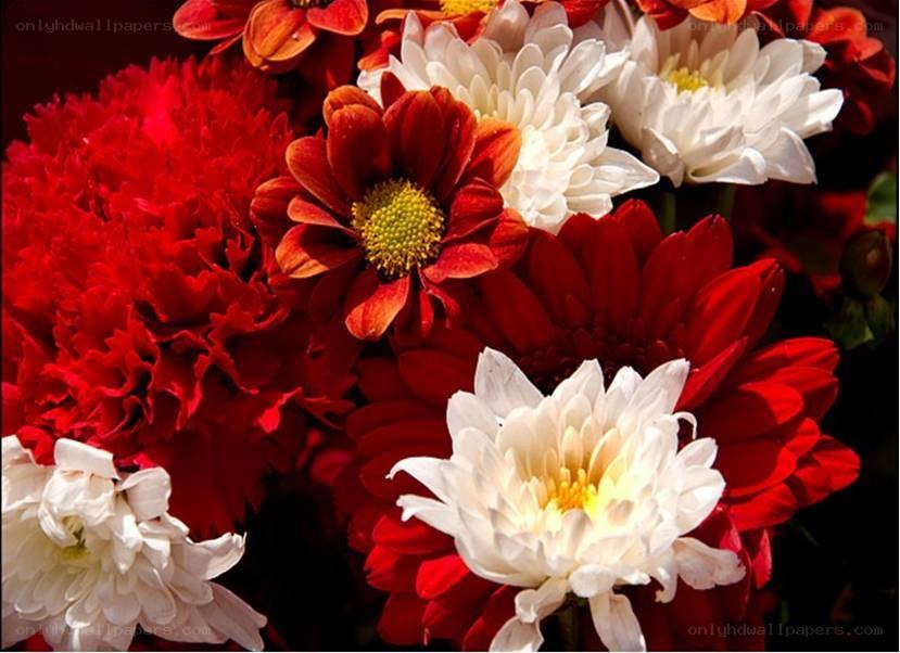 Red and white flower bouquet