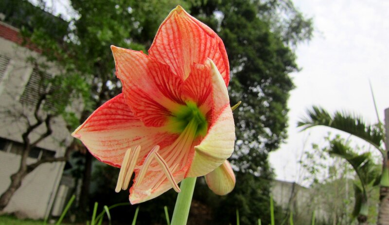 Red and White Flower — Calm, Afternoon