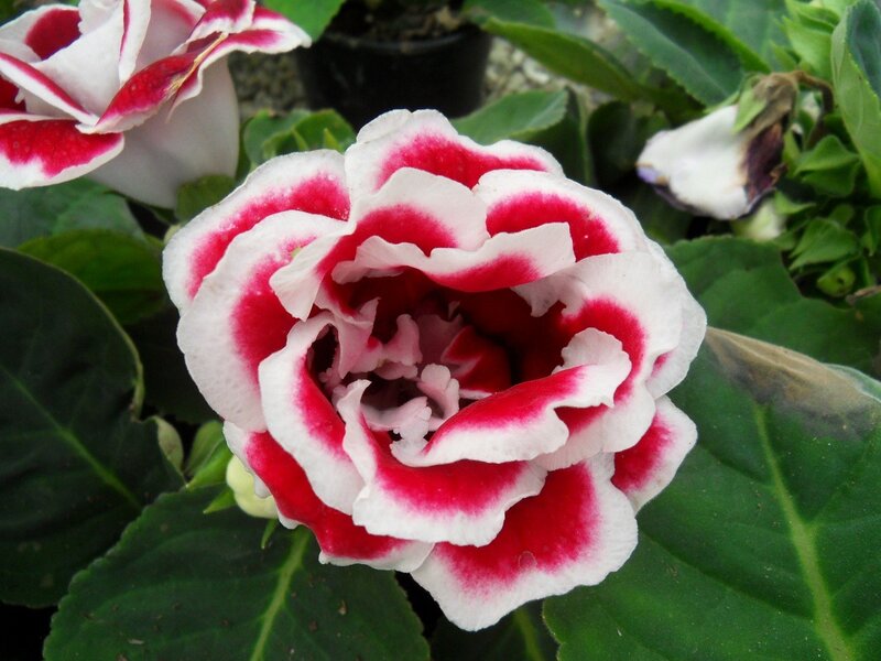 Red and White Flower — Calm, Photograph, Green Leaves, Flower Bud