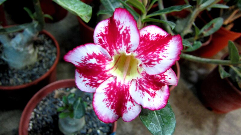 Red and White Flower — Calm, Photograph