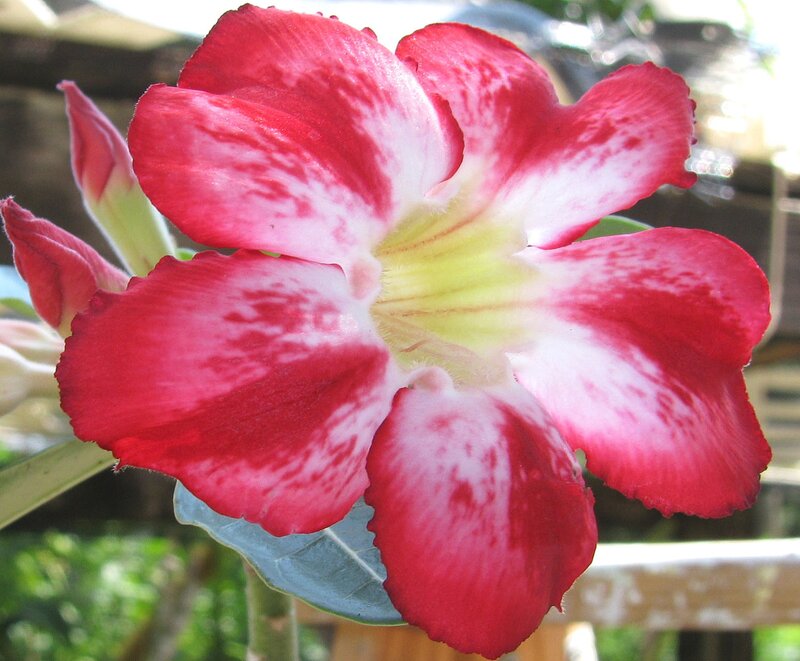 Red and White Flower — Calm