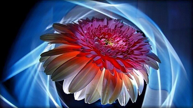 Red and White Flower — Dramatic, Digital Art, Blue Light