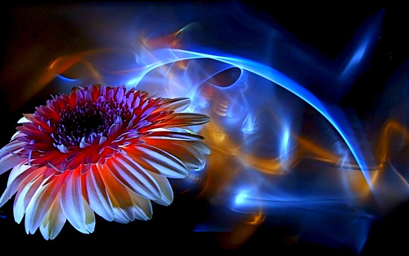 Red and White Flower — Dramatic, Digital Art
