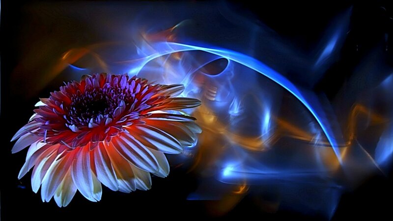 Red and White Flower — Dramatic, Night, Digital Art