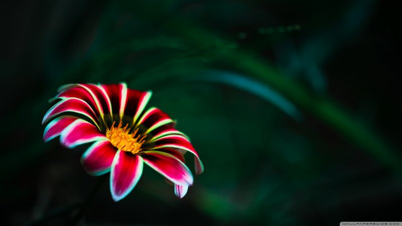 Red and White Flower — Dramatic, Photograph, Green Leaves