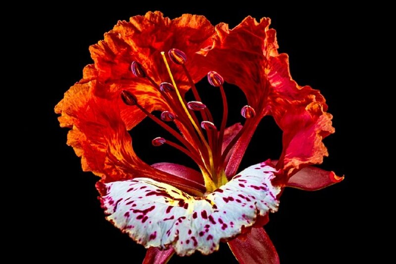 Red and White Flower — Dramatic, Photograph, Petals