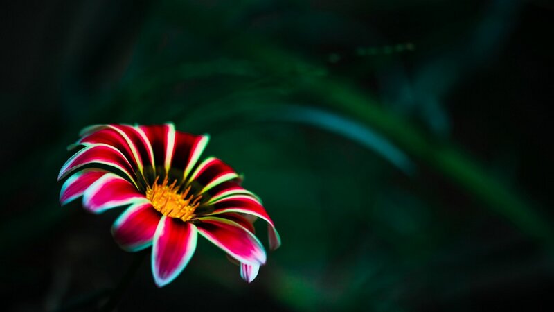 Red and White Flower — Dramatic, Photograph