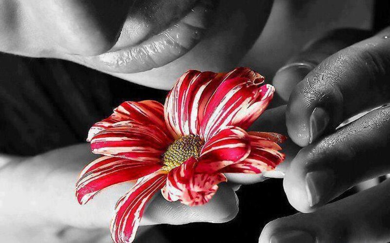 Red and White Flower — Dramatic