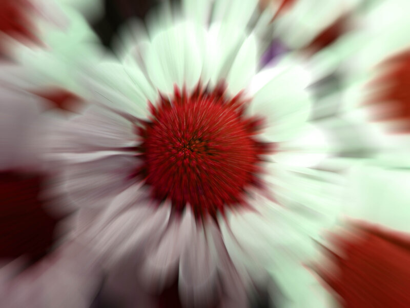 Red and White Flower — Dynamic