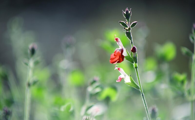 Red and White Flower — Green