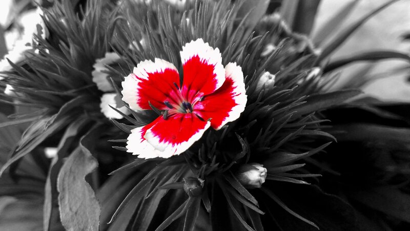 Red and white flower in black and white