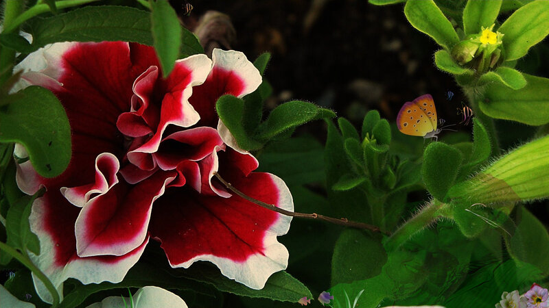 Red and White Flower — Natural, Afternoon