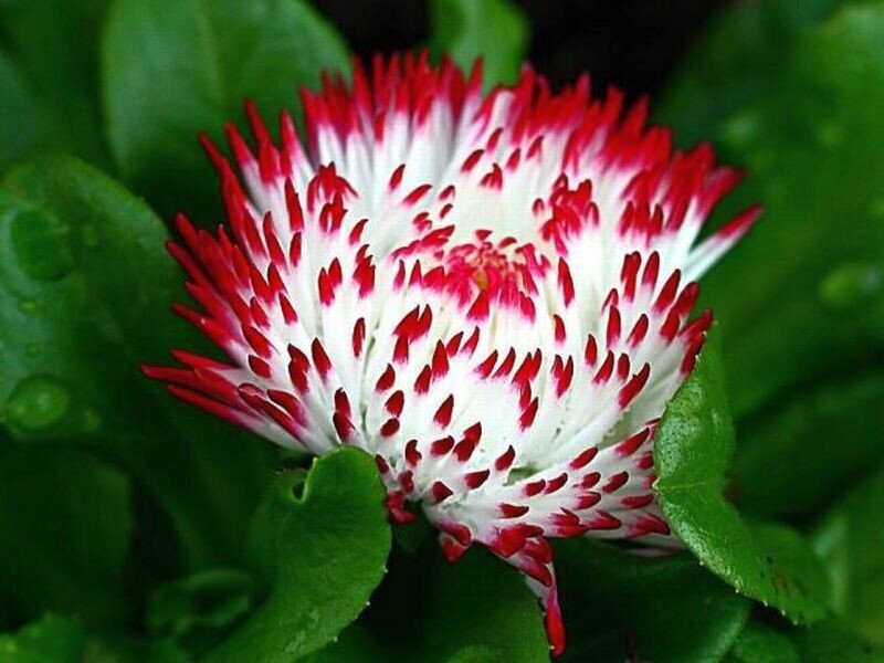 Red and White Flower — Natural