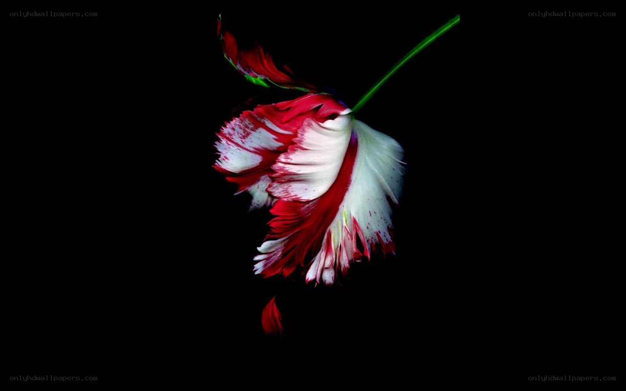 Red and white flower on black