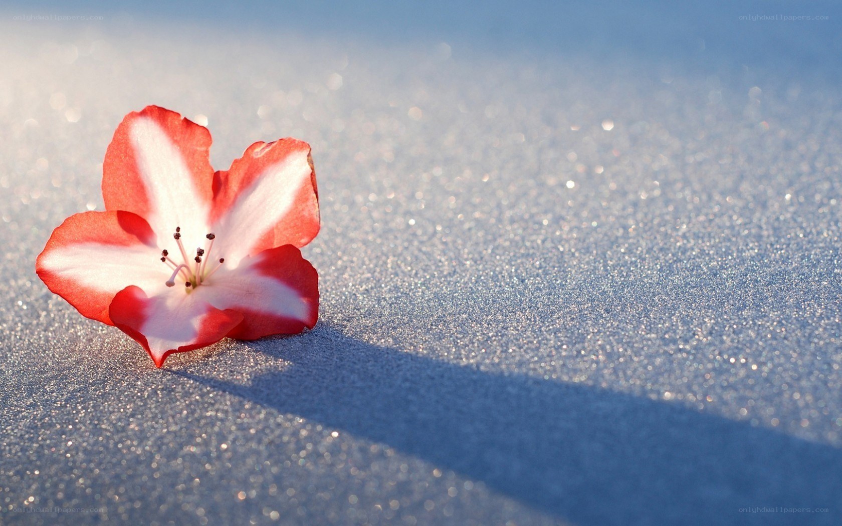 Red and white flower on sand