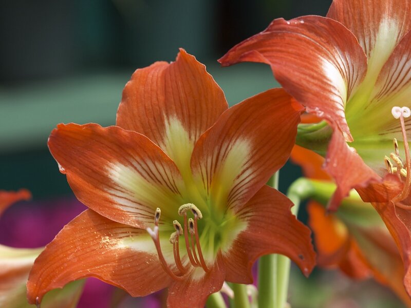 Red and White Flower — Orange