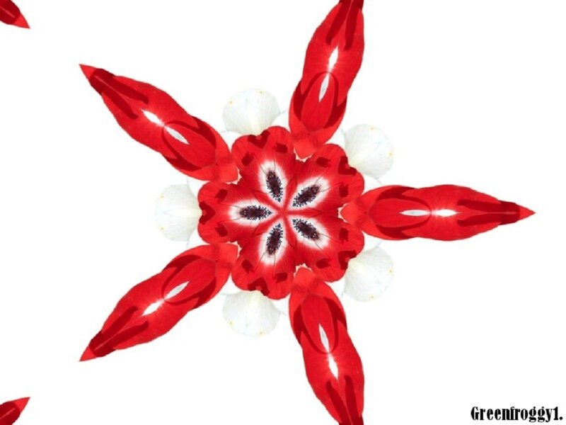 Red and White Flower Pattern