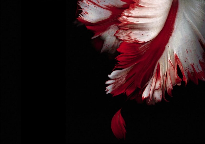 Red and white flower petals