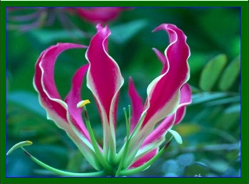 Red and White Flower — Pink, Natural