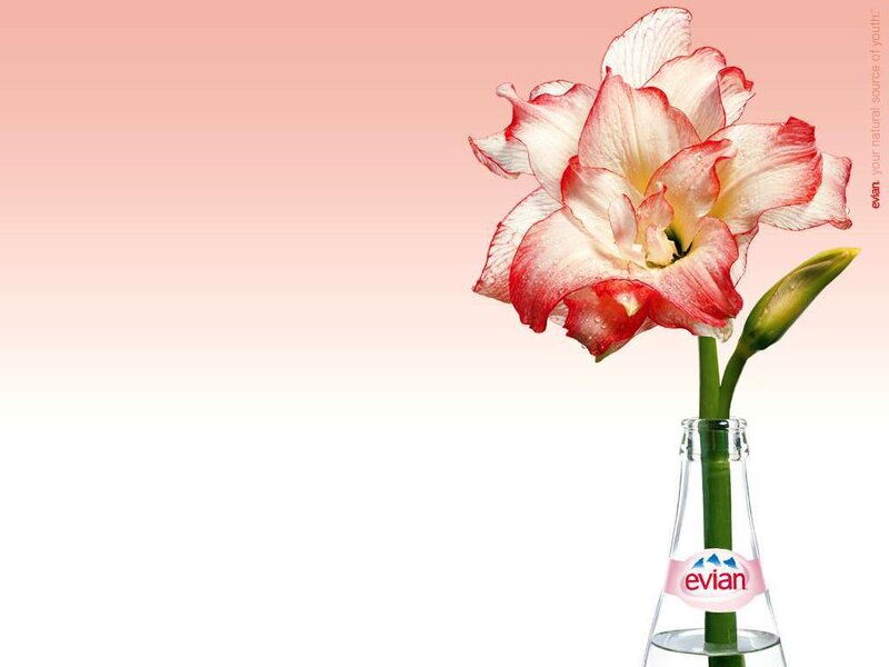 Red-and-white Flower — Pink