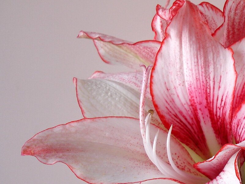 Red and White Flower — Serene, Photograph