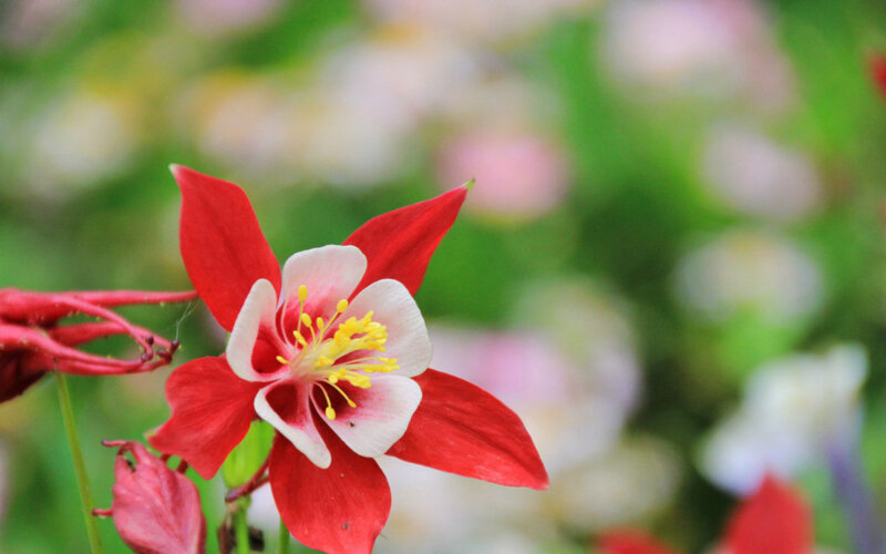 Red and White Flower — Serene, Spring