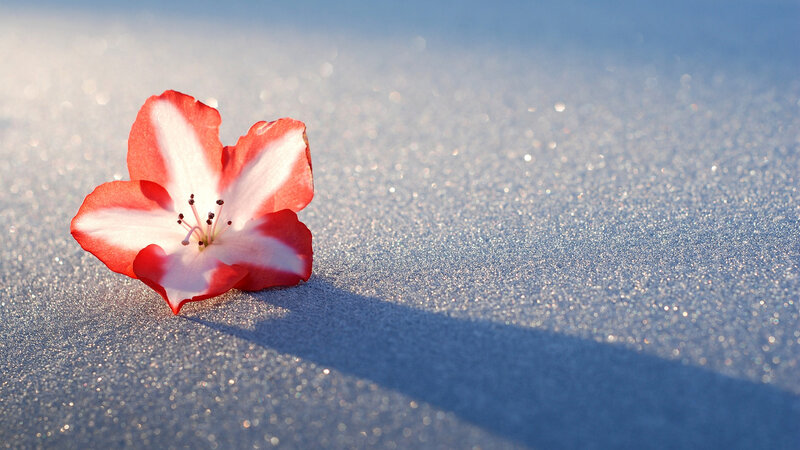 Red and White Flower — Serene