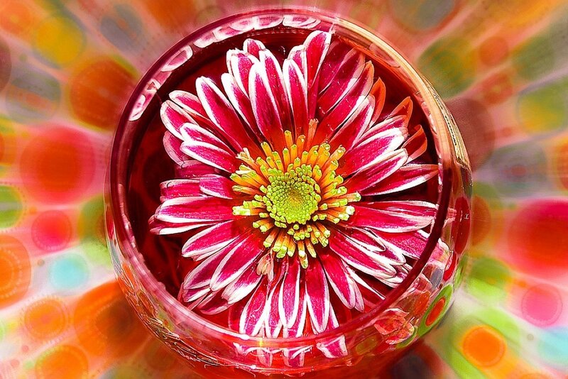 Red and White Flower