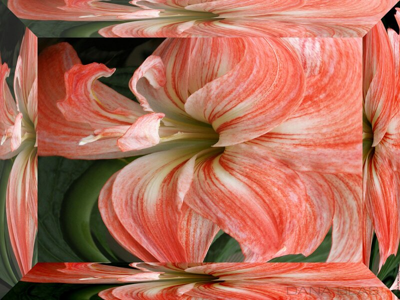 Red and White Flower — Vibrant, Photograph