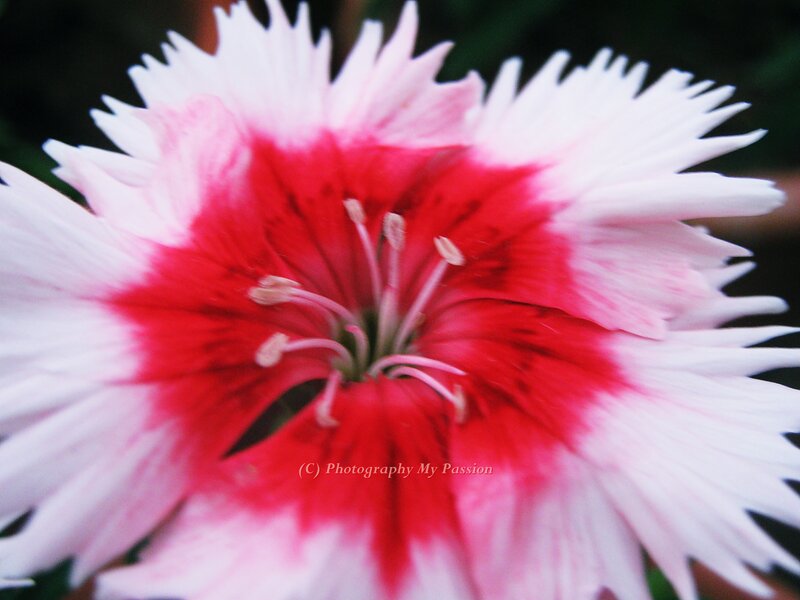 Red and White Flower — Vibrant