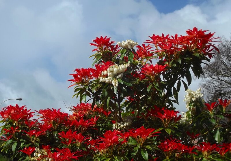 Red and White Flowering Bush