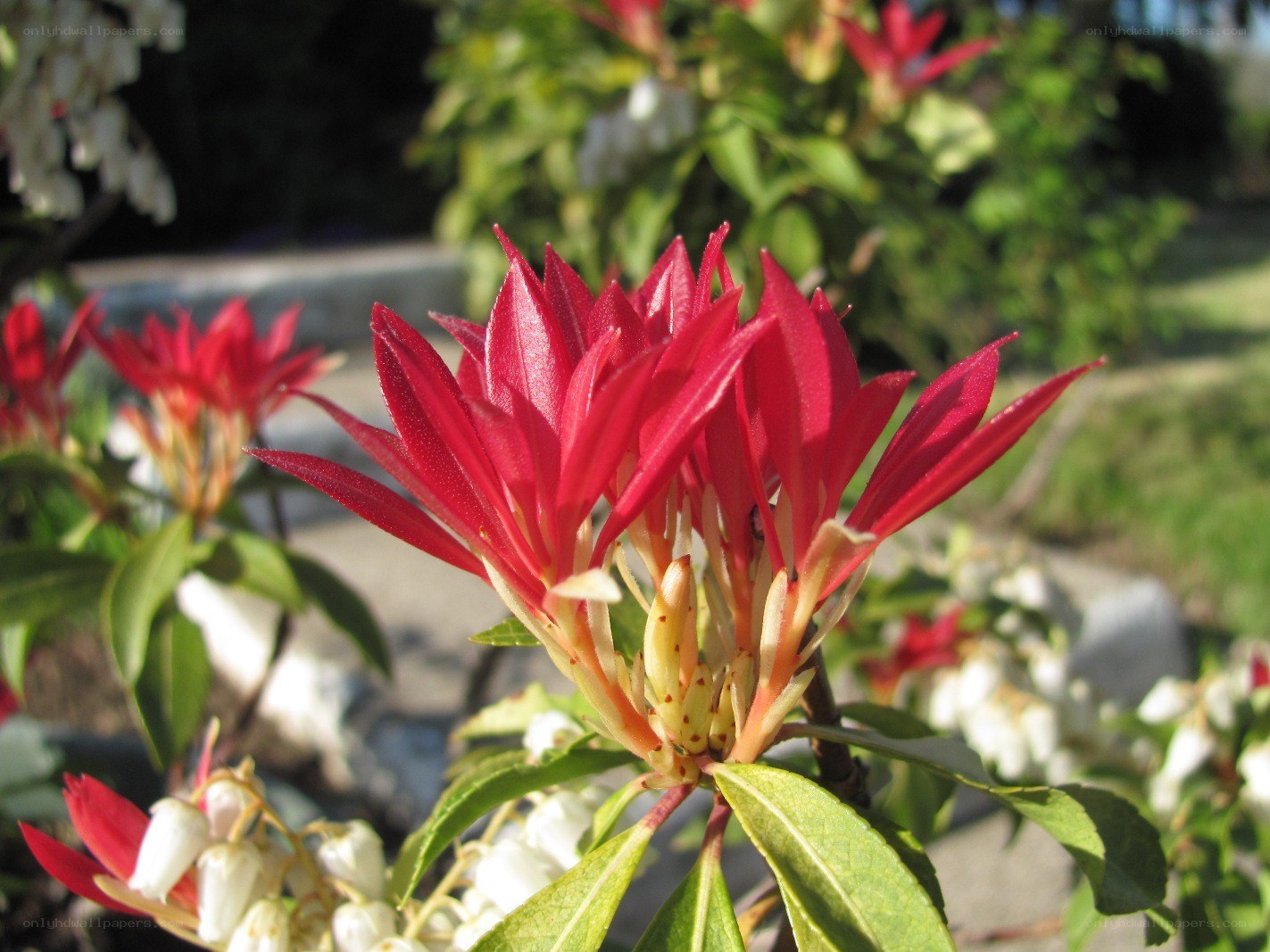 Red and white flowering plant
