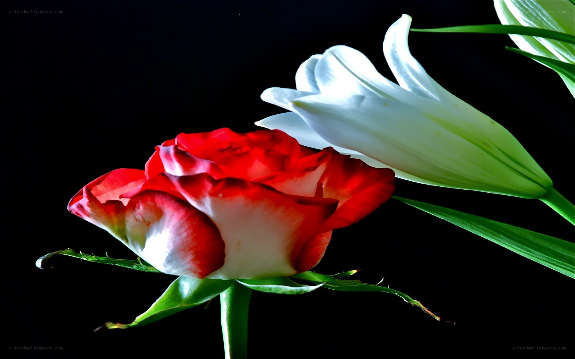 Red and white flowers