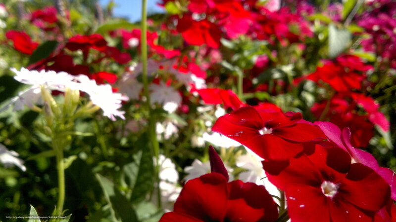 Red and White Flowers — Bright, Afternoon