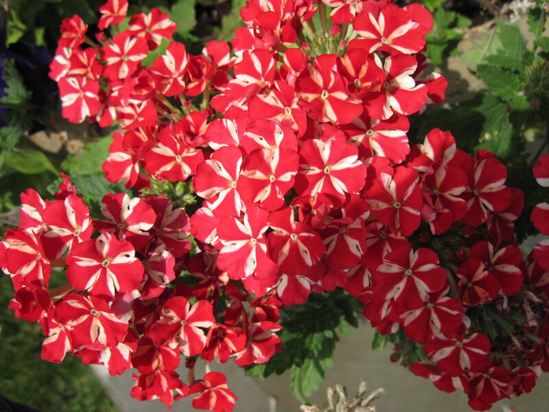 Red and White Flowers — Bright