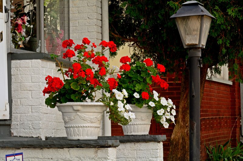 Red and White Flowers — Calm, Afternoon, Photograph, Flower Pots