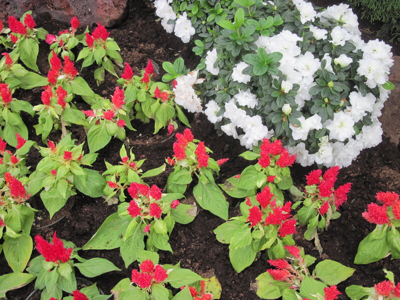 Red and White Flowers — Calm, Afternoon, Photograph, Green Leaves, Soil