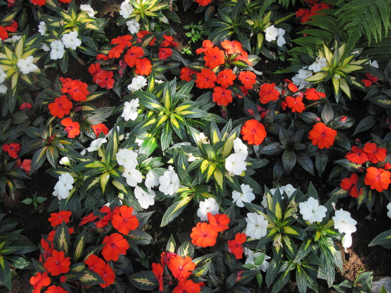 Red and White Flowers — Calm, Afternoon, Photograph, Leaves, Soil