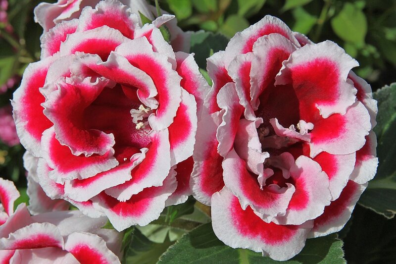 Red and White Flowers — Calm, Afternoon, Photograph, Leaves