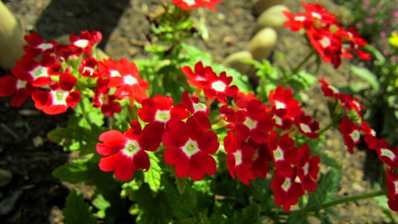 Red and White Flowers — Calm, Afternoon