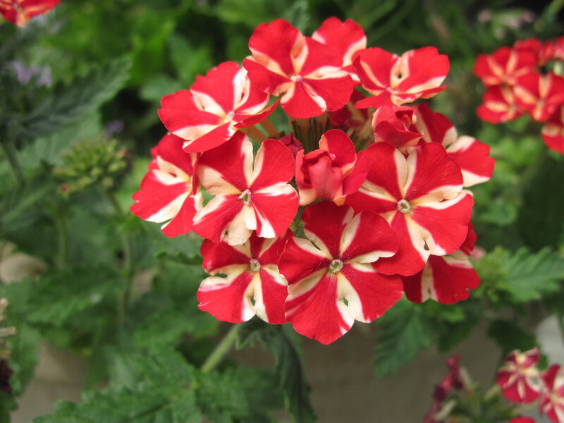 Red and White Flowers — Calm, Photograph, Green Leaves, Buds