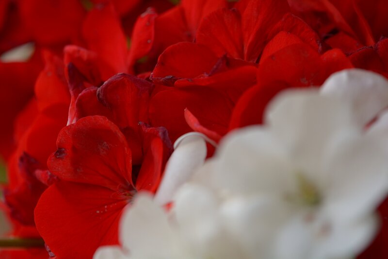 Red and White Flowers — Calm, Photograph, Petals