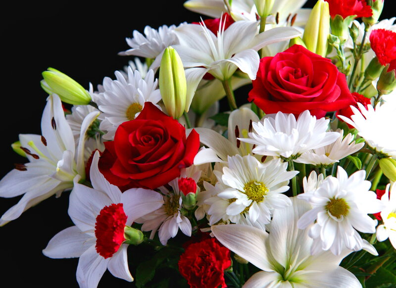 Red and White Flowers — Calm, Photograph, Roses
