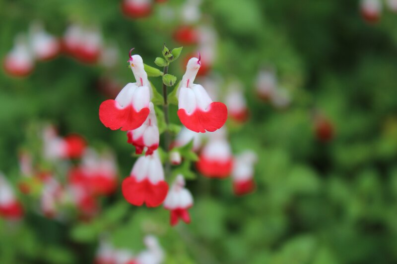 Red and White Flowers — Calm, Spring