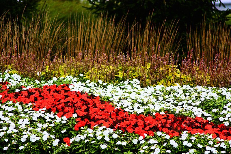 Red and White Flowers — Calm, Summer, Photograph, Grass