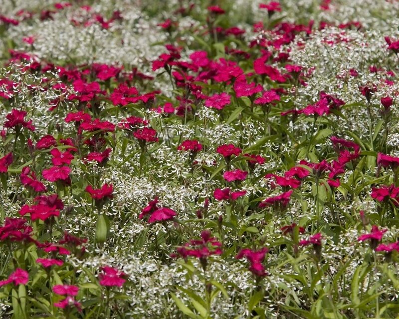Red and White Flowers — Calm, Summer, Photograph, Green Leaves