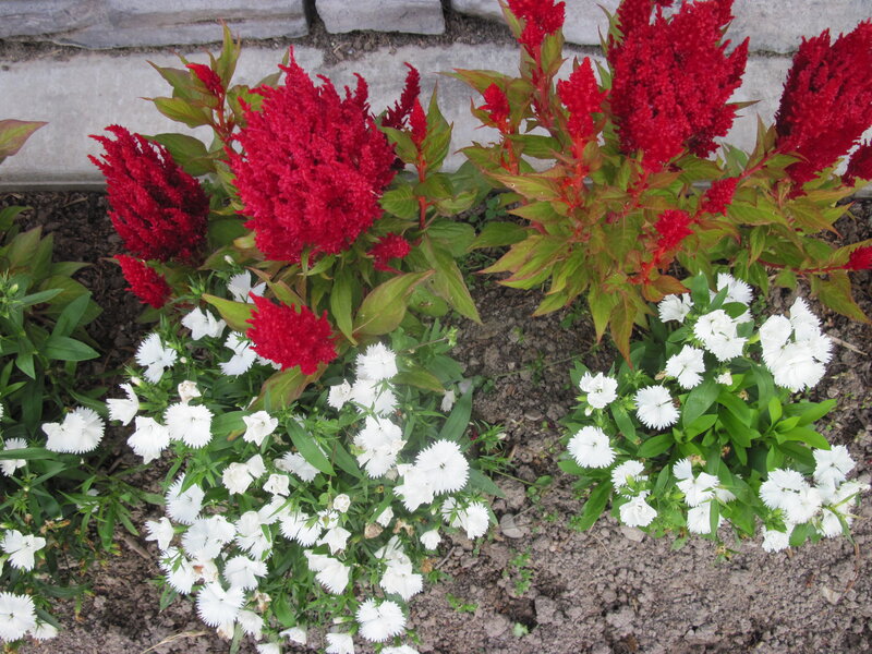 Red and White Flowers — Calm, Summer, Photograph