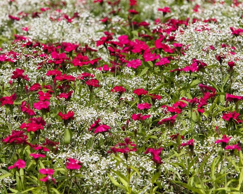 Red and White Flowers — Calm, Summer