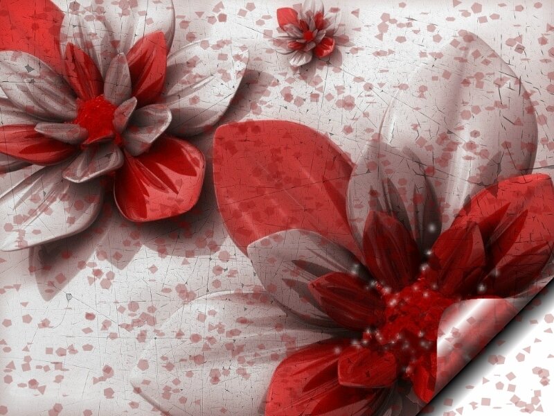 Red and White Flowers — Decorative